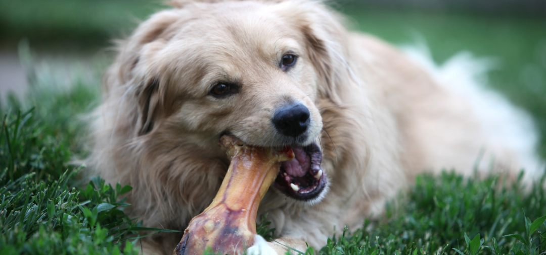 Dog bones