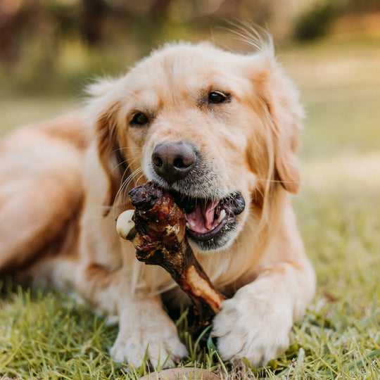 Organic Beef Mixed Dried Bones for Dogs- 2kg